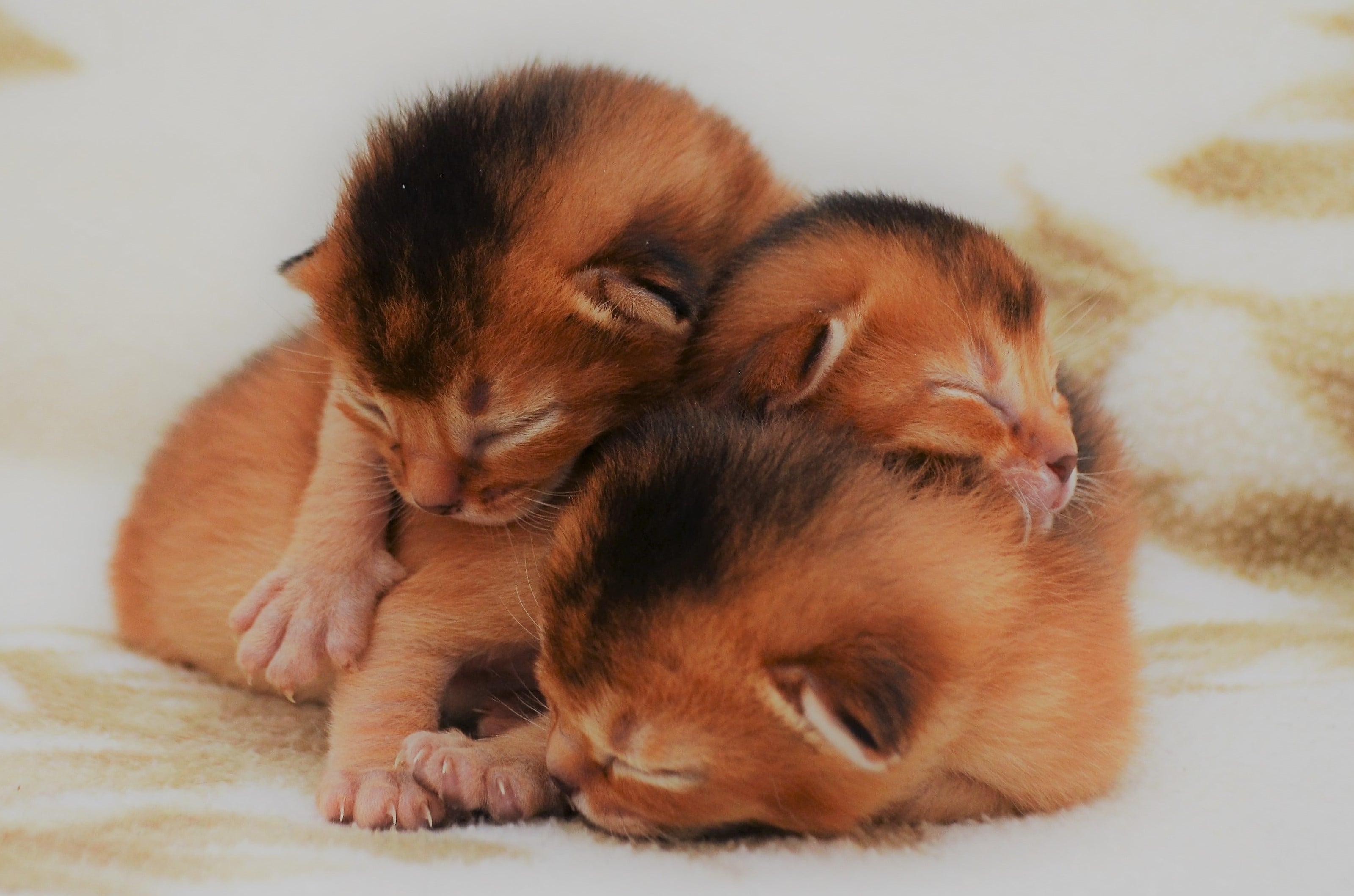 Killinger til salg / Kittens for sale